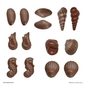 Roberts 3D Seashells Chocolate Mould Clear