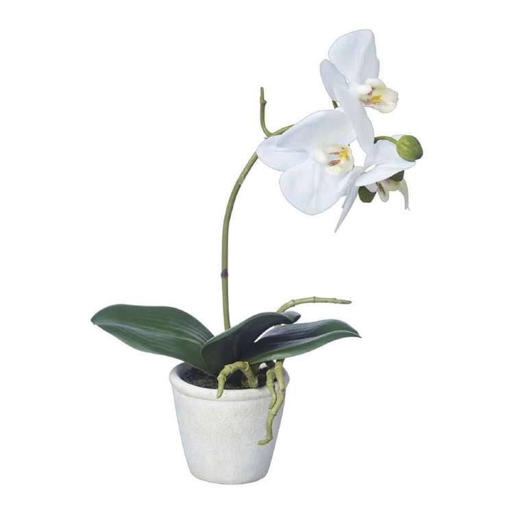 Emporium Real Touch Orchids With Pot White