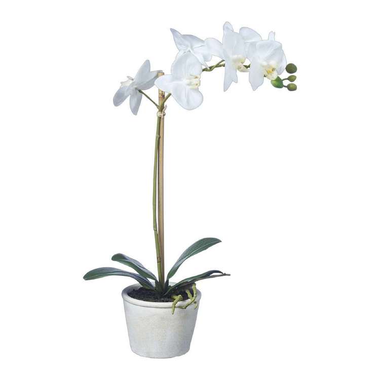 Emporium Real Touch Orchids With Pot White