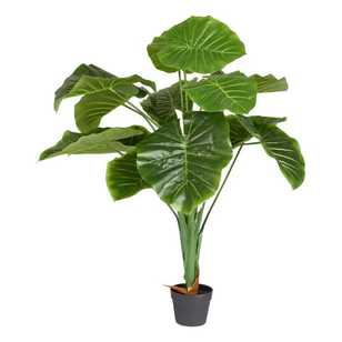 Exotic Greenhouse Taro Planter Green 110 cm