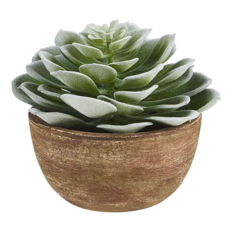 Echeveria Succulent Pot Green 13 x 12 cm