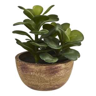 Eves Pin Succulent Pot Green 12 x 18 cm