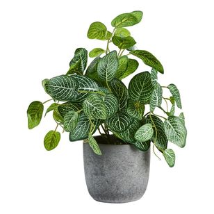 Mint Leaf In Cement Pot Green 28 x 33 cm