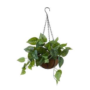 Hanging Ivy in a Palm Pot Green 15 x 19.5 cm