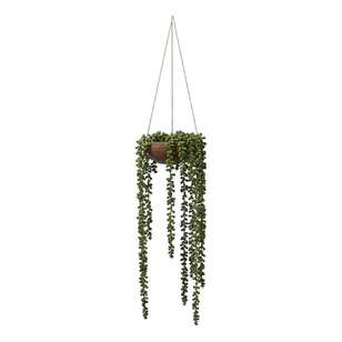 Hanging Beans in a Palm Pot Green 7 x 36 cm