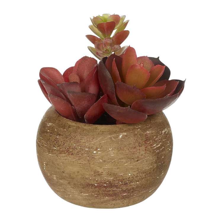 Living Space Mini Succulents In Palm Bowl #1 Red 5 x 12 cm
