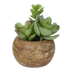 Mini Succulents In Palm Bowl #2 Green 5 x 12 cm