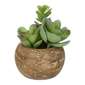Living Space Mini Succulents In Palm Bowl #2 Green 5 x 12 cm