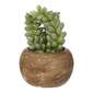 Mini Succulents In Palm Bowl #3 Green 5 x 12 cm