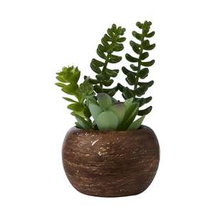 Mini Succulents in a Palm Bowl #3 Green 5 x 12 cm