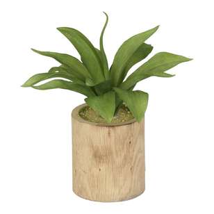 Flocking Agave in Wooden Pot  Green & Brown 20 x 21 cm