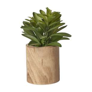 Laurel in a Wooden Pot Green 12 x 21 cm