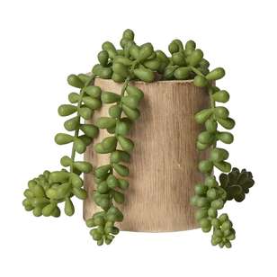 Decorative Beans Succulent in a Wooden Pot Green 12 x 12.5 cm