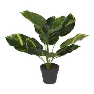 Diefenbachia Plant Green 45 cm