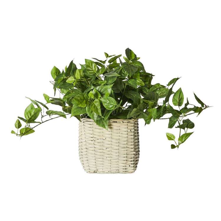 Botanica Ivy In Wicker Basket