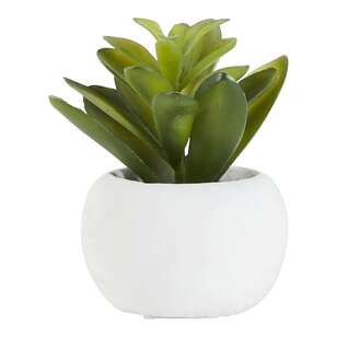 Succulent in White Pot #1 Green 9 x 9 cm