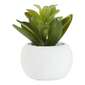 Living Space Succulent In White Pot #1 Green 9 x 9 cm