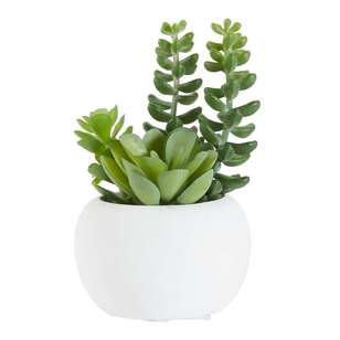 Succulent in White Pot #2 Green 6 x 10 cm