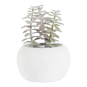 Succulent In White Pot #3 Green 6 x 9 cm