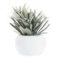 Living Space Succulent In White Pot #4 Green 9 x 11 cm