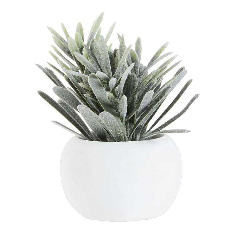 Living Space Succulent In White Pot #4