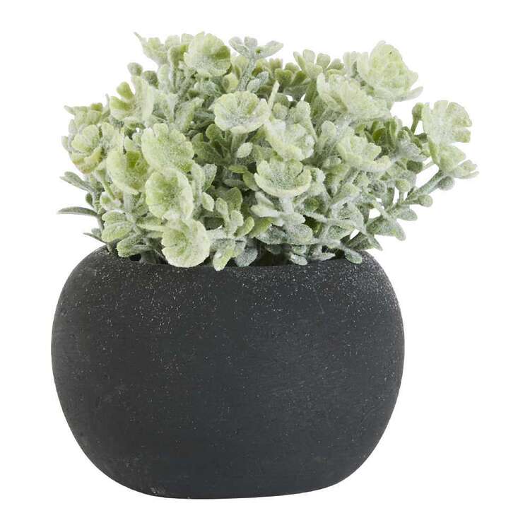 Living Space Succulent In Black Pot #1 Green 9 x 8 cm