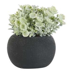 Succulent In Black Pot #1 Green 9 x 8 cm