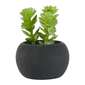 Living Space Succulent In Black Pot #4 Green 6 x 7.5 cm