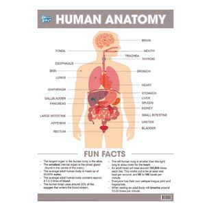 Educational Human Anatomy Poster Multicoloured