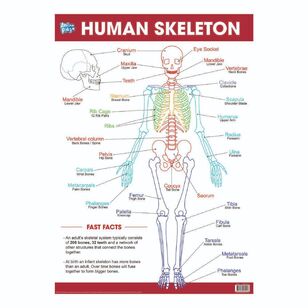 Educational Human Skeleton Poster Multicoloured