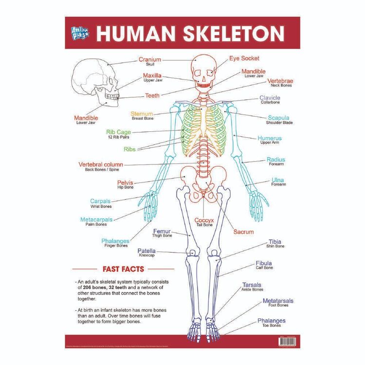 Educational Human Skeleton Poster