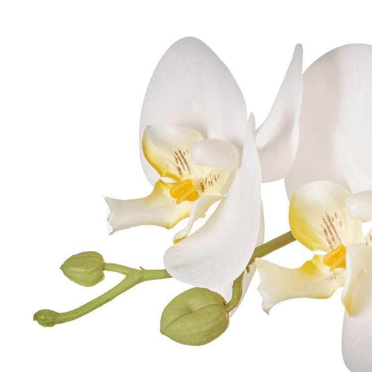 Jumbo 6 Stem Orchid White 81 cm