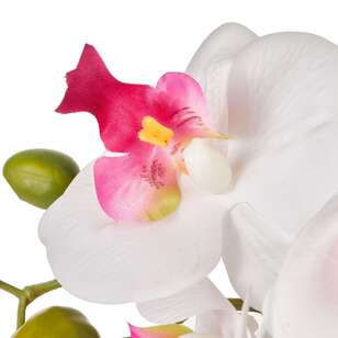 54 cm Double Stem Orchid White / Pink 53 cm