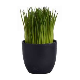 Grass In Plastic Pot Green 10 x 17 cm