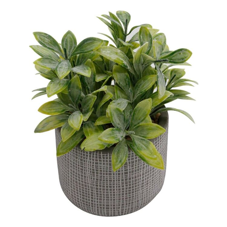 Ombre Home Country Living Succulent In Pot Grey 10 x 16 cm