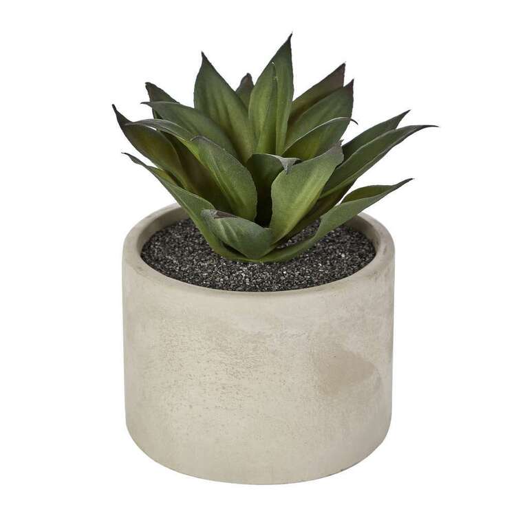 Botanica Succulent In Pot #1