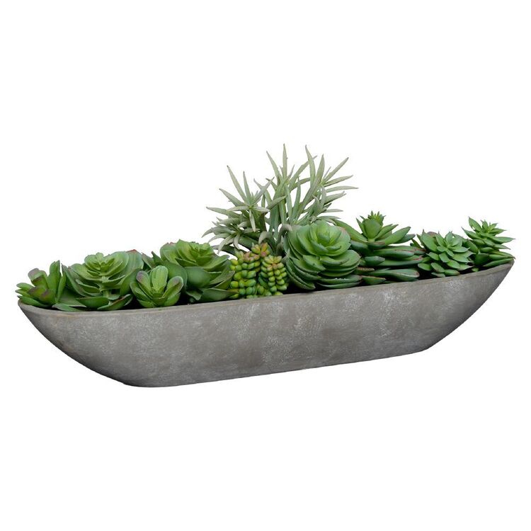 Living Space Mixed Succulents In Cement Pot