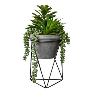 Mixed Succulents In Pot With Stand Green 18 x 35 cm