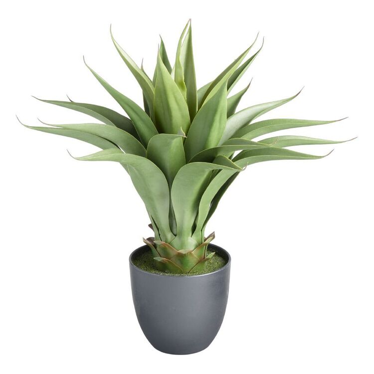 Living Space 59 cm Agave In Plastic Pot