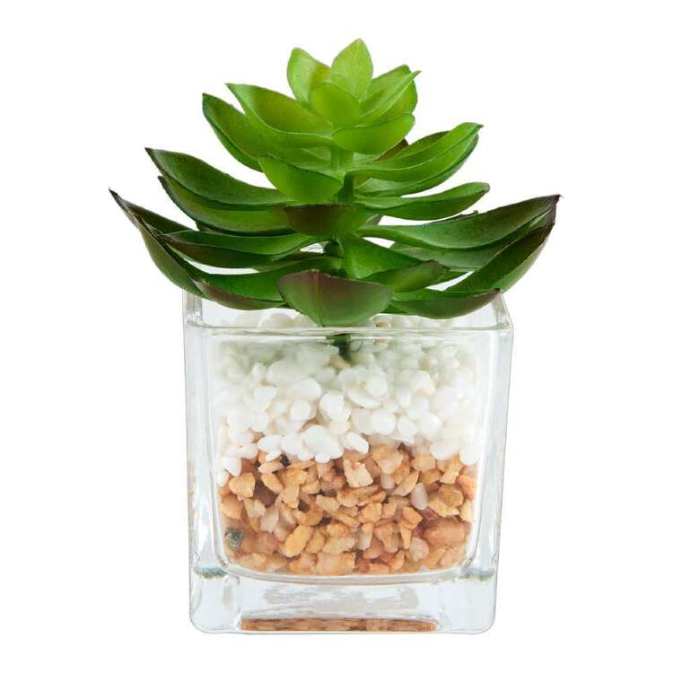 Succulent In Glass Vase #1