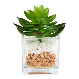 Succulent In Glass Vase #1 Green 6 x 12 cm