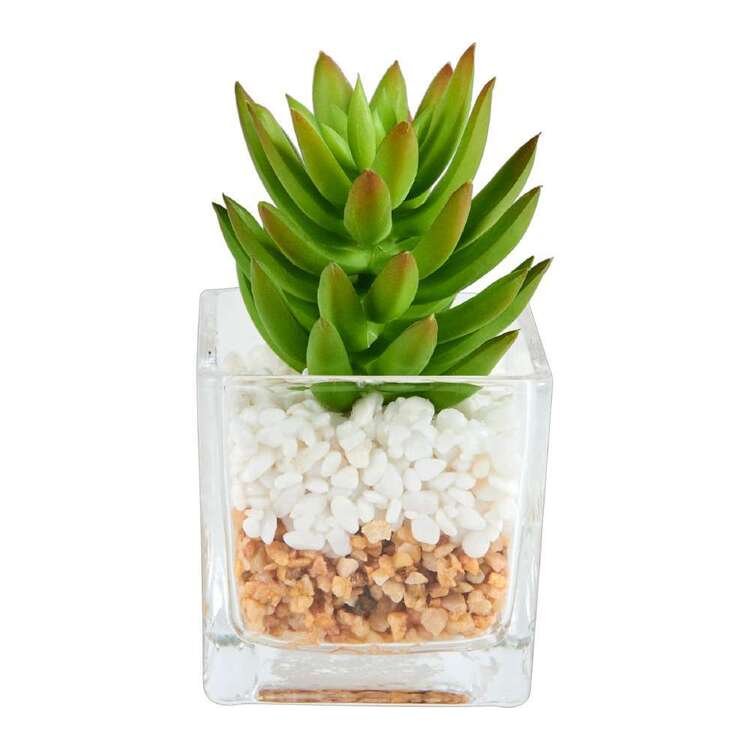Living Space Succulent In Glass Vase #3
