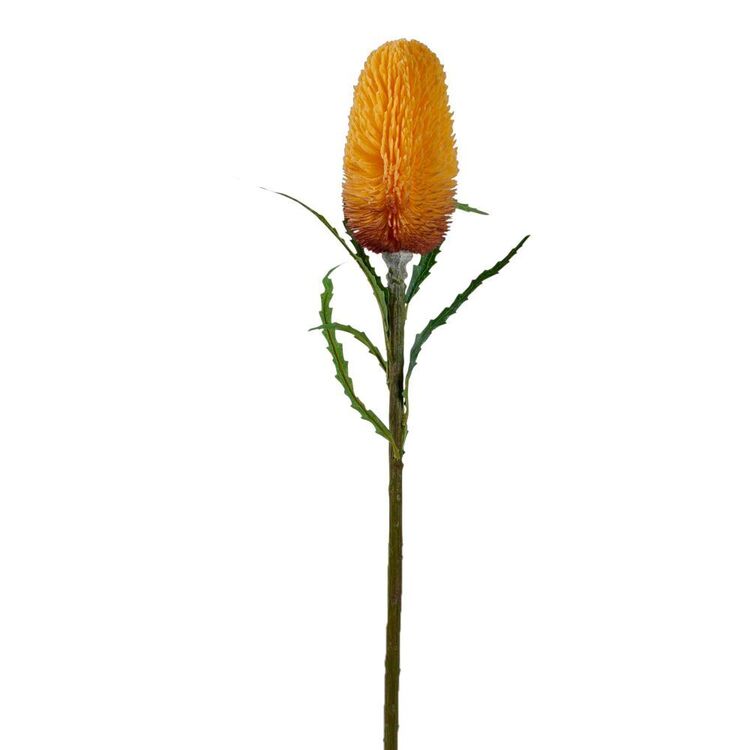 70 cm Dry Look Protea