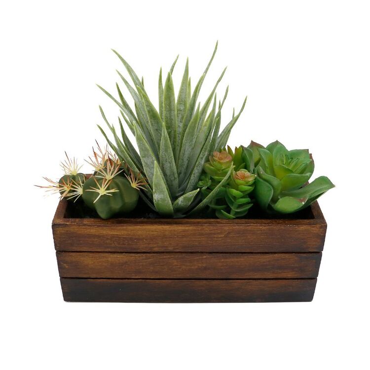 Living Space Mixed Succulent In Crate
