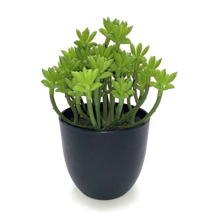 Succulent In Plastic Pot #2
