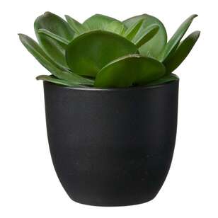 13 cm Succulent In Plastic Pot Green 14 x 13 cm