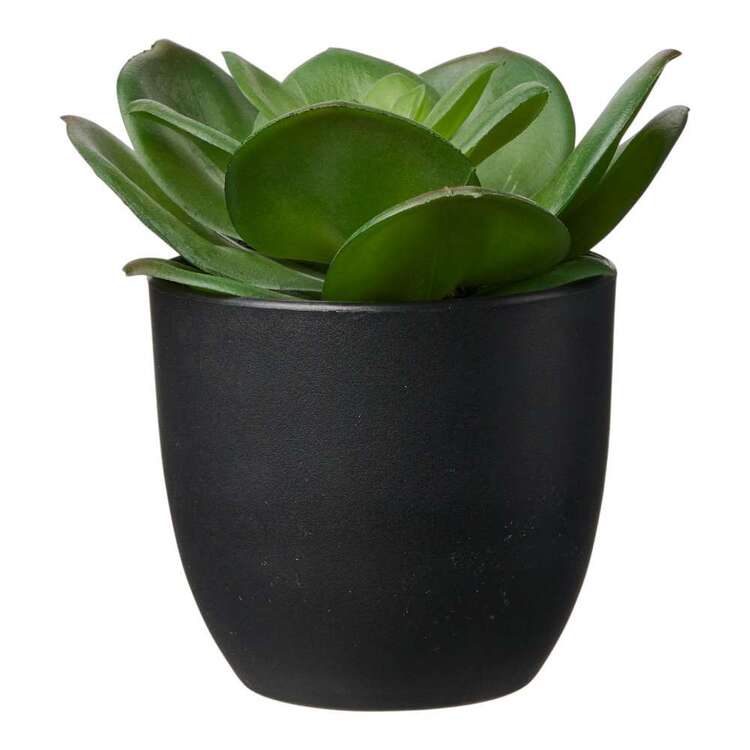 Living Space 13 cm Succulent In Plastic Pot