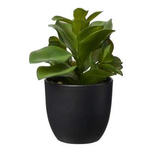 19 cm Succulent In Plastic Pot Green 15 x 19 cm