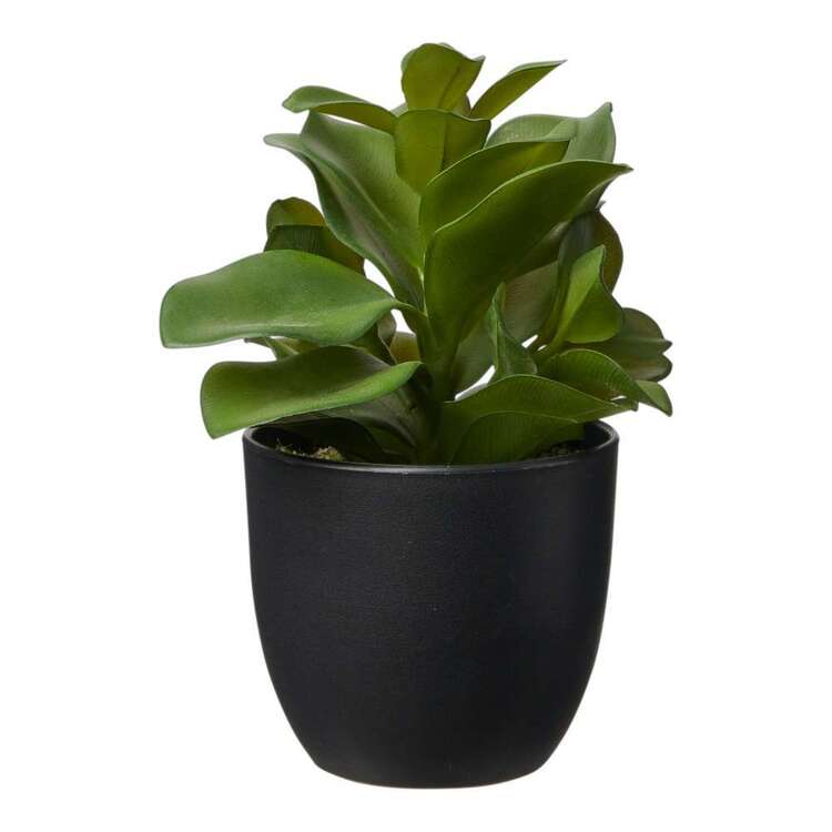 Living Space 19 cm Succulent In Plastic Pot