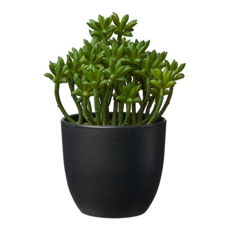Living Space 18 cm Succulent In Plastic Pot Green 12 x 18 cm